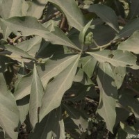 Morinda coreia Buch.-Ham.